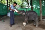 فيلة رضيعة تتعافى من إصابة في قدمها بمحمية في ميانمار