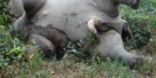 شرطة منغدو تعتقل رجلا روهنجيا بتهمة قتل فيل