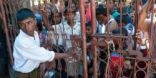 الجيش البورمي يعتقل 12 شابة روهنجية من قرية خير عدن في أراكان