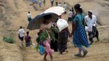 اللاجئون الروهنغيا يعيدون الغطاء النباتي الذي أزيل بعد وصولهم بنغلادش