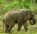 وفاة روهنغي في أراكان دهسا على أقدام الفيلة البرية