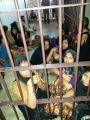 تقرير خاص يفتح نافذة معاناة الروهنجيا مع تجارة البشر
