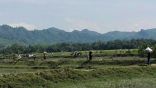 جيش ميانمار يجبر المئات من قرويي الروهنغيا على مغادرة منازلهم